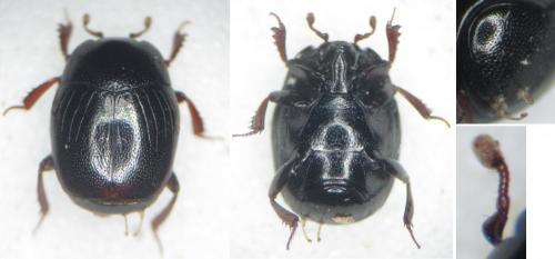 Gnathoncus rotundatus